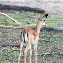 ZMB NOR SouthLuangwa 2016DEC10 NP 026 : 2016, 2016 - African Adventures, Africa, Date, December, Eastern, Month, National Park, Northern, Places, South Luangwa, Trips, Year, Zambia